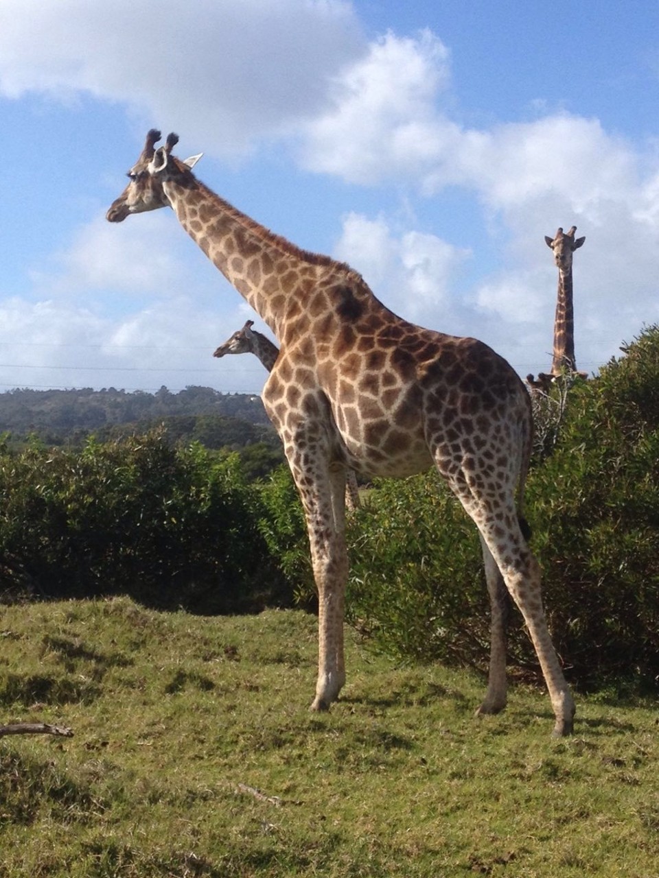 Südafrika - Port Elizabeth - Anna-Lena war heute alleine unterwegs. Coole Bilder gemacht. Ich dachte, dass wir in Ruanda schon nahe an den Tieren waren. Falsch gedacht!