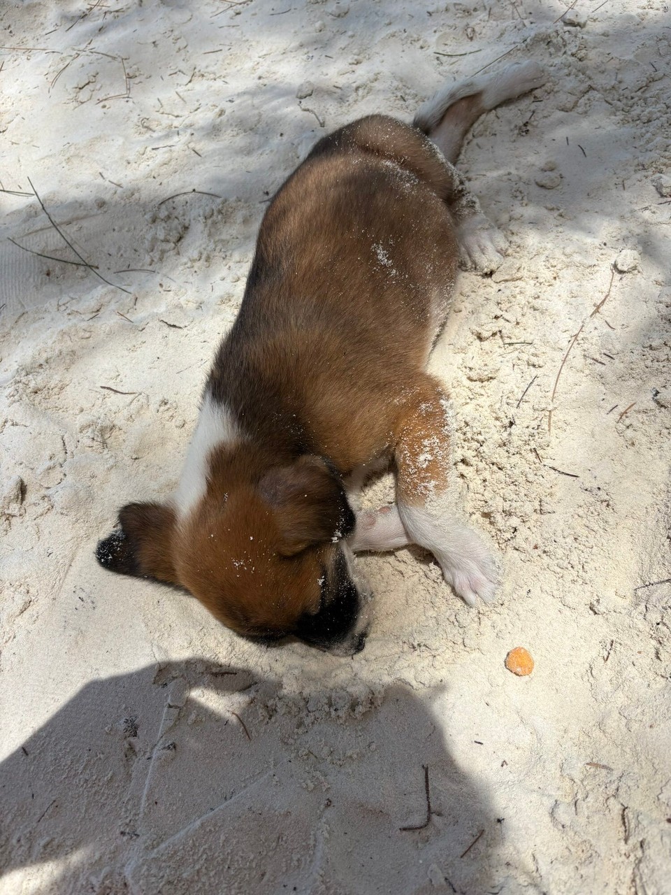 Seychellen -  - Beeebi 