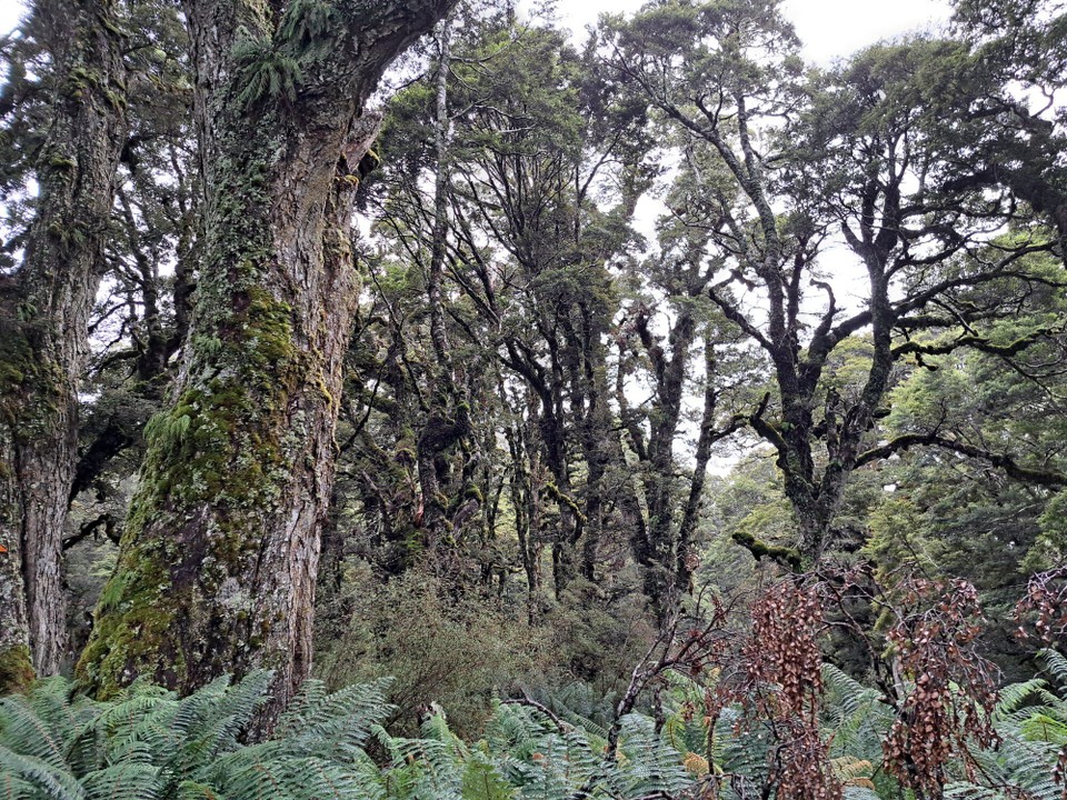Neuseeland - Birchwood - 