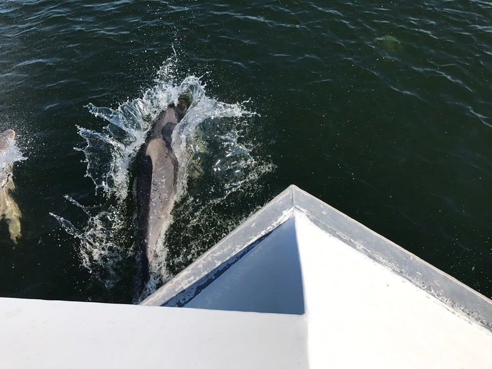 Australia - Lakes Entrance - Dolphins came cruising with us !