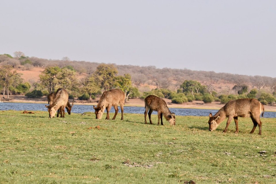 Botsuana -  - Wasserbock 