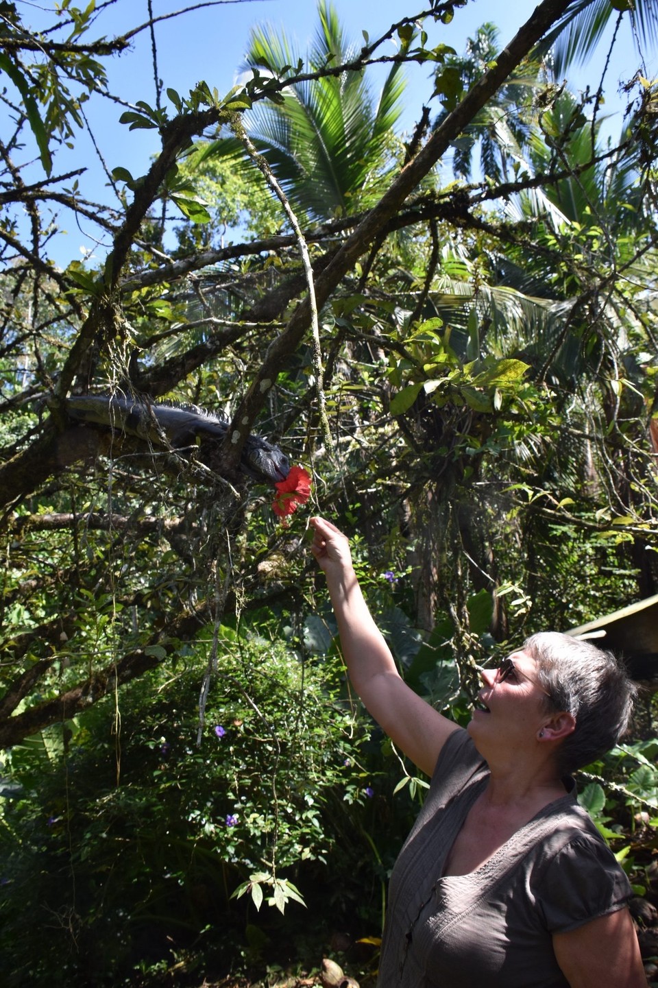 Costa Rica - Talamanca - Keine Angst sind Vegetarier. Wie überall fressen sie Barbara aus der Hand.
