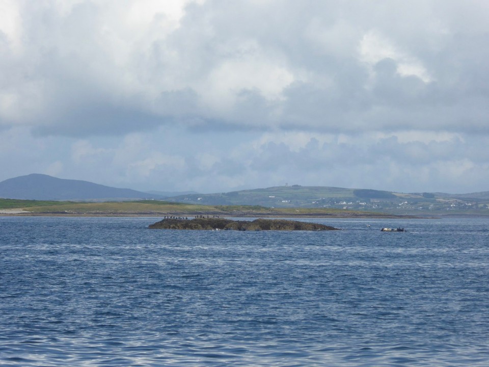 Ireland -  - Seals and cormorants sunning on a rock.