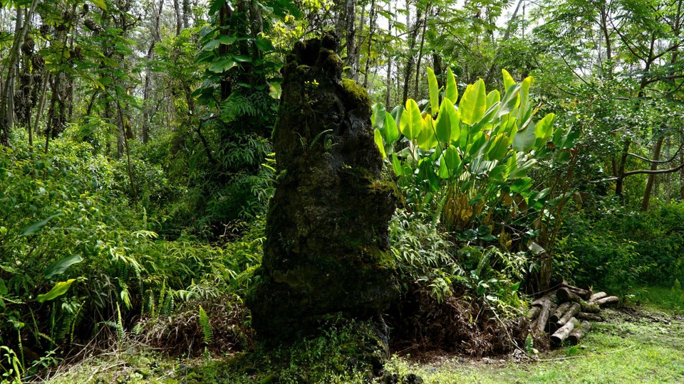 USA - Hilo - Lava Tree