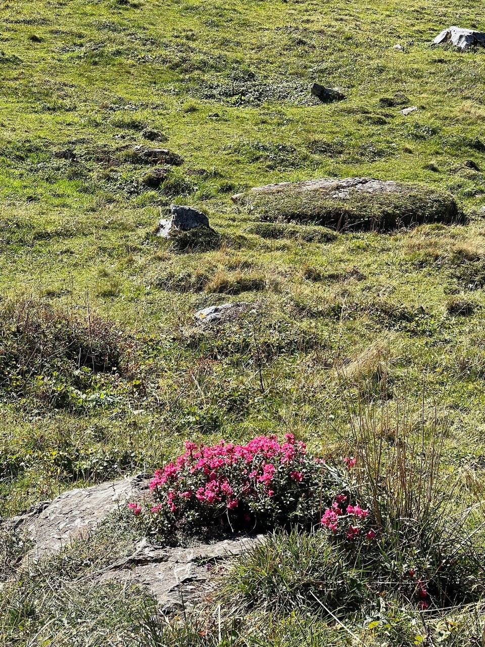 Schweiz - Urnerboden - Auch diese…