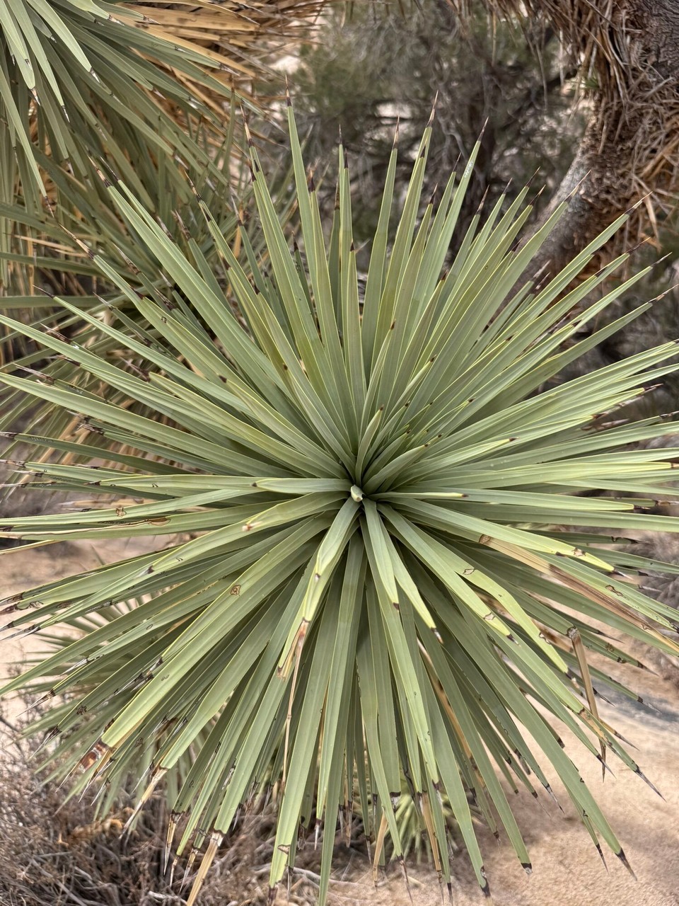 Vereinigte Staaten - Joshua Tree - 