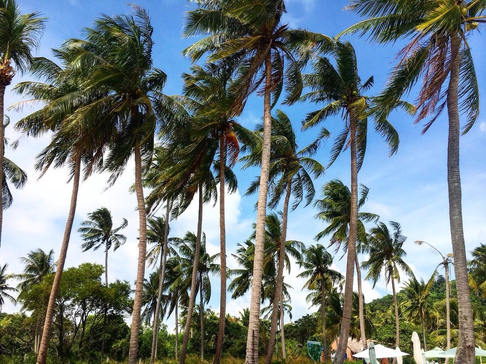 Vietnam - H. Phú Quốc - Sao Beach 🍍