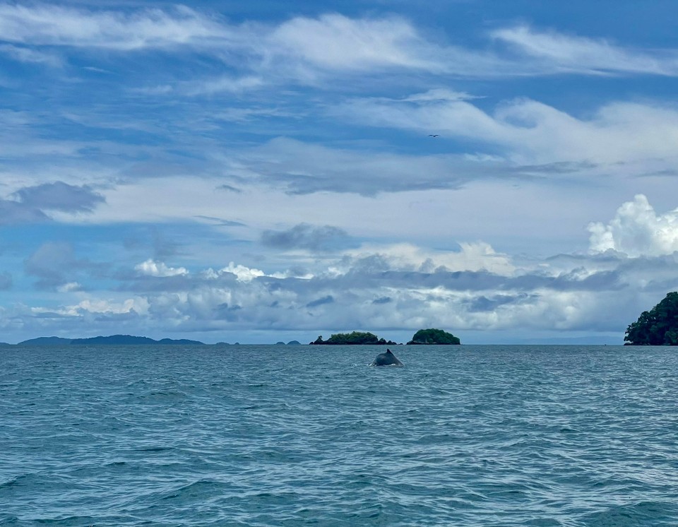 Panama -  - Kurz vor der Mittagspause konnten wir noch Wale beobachten 🐳 