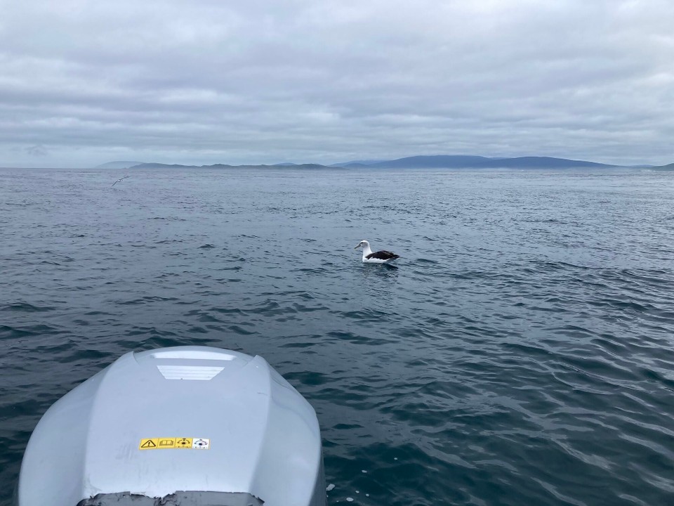 Neuseeland -  - Neben uns kommen auch die gierigen Vögel schon zum Fische schauen 🤔