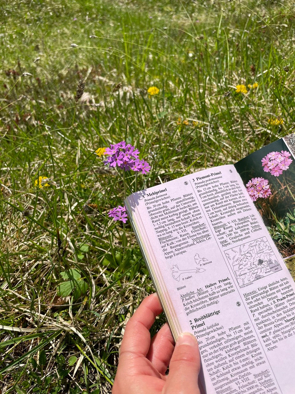 Deutschland - Ramsau bei Berchtesgaden - … Bestimmung von Blumen 😄 Es handelt sich offenkundig um eine Mehlprimel
