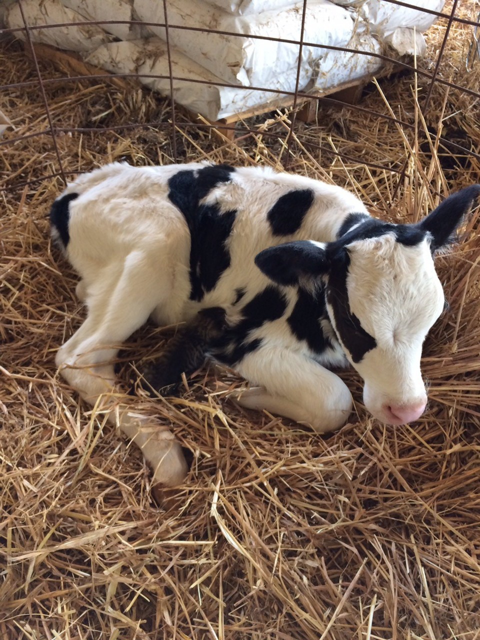  - Australia, Finley 2713 - Abandoned feral kitten looking for milk. Cow is still a bit too young, though. 