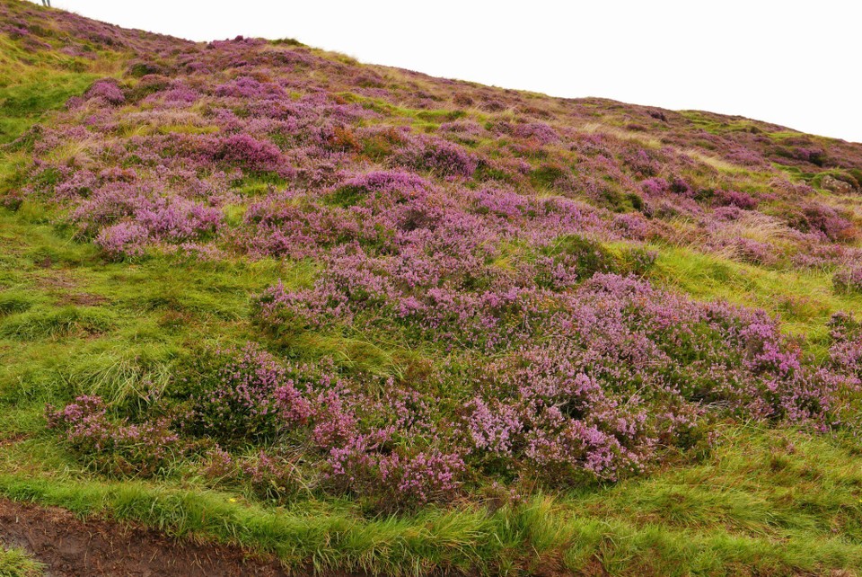 Vereinigtes Königreich - Quiraing - Diese lila Blumen sieht man immer wieder hier auf Skye