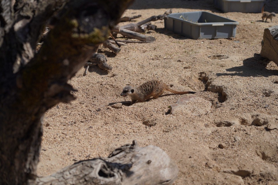 Schweiz - Zürich - Erdmännchen sind in Südafrika und in Namibia heimisch.