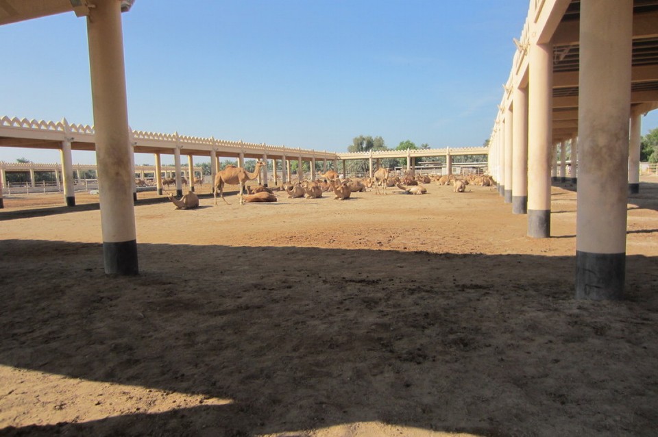 Bahrain - Manamah - Kamelfarm in der Wüste 
