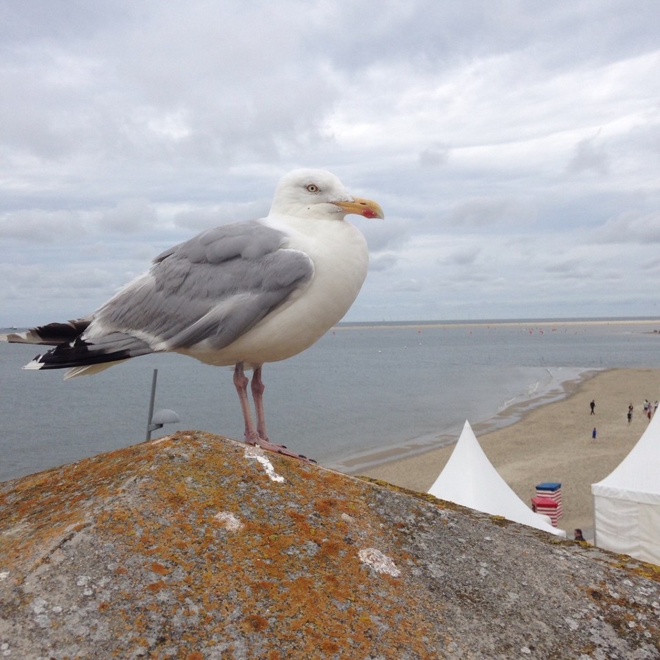 Deutschland - Borkum - ))))