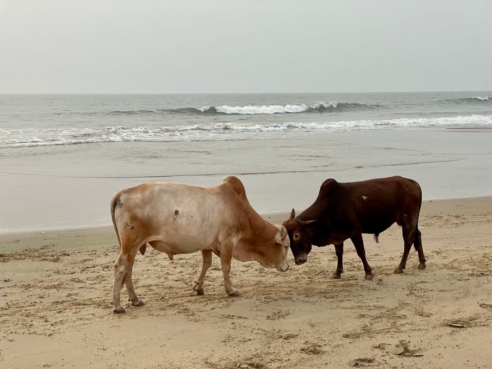 Indien - Uttara Kannada - 