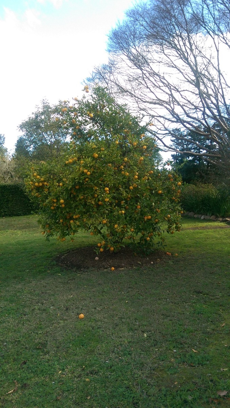 Südafrika - Swellendam - Bei uns wachsen die Kirschen im Garten hier die Orangen. Ziemlich cool