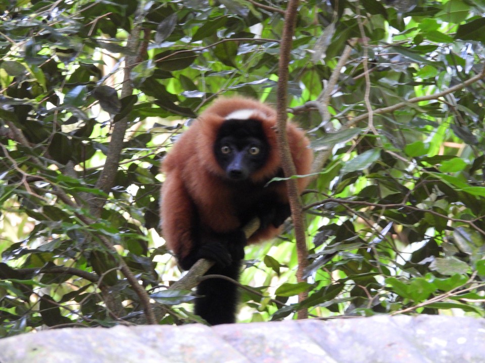 Schweiz - Zürich - Ein schneller neugieriger Blick und husch klettert und springt er wieder in die Baumwipfel davon