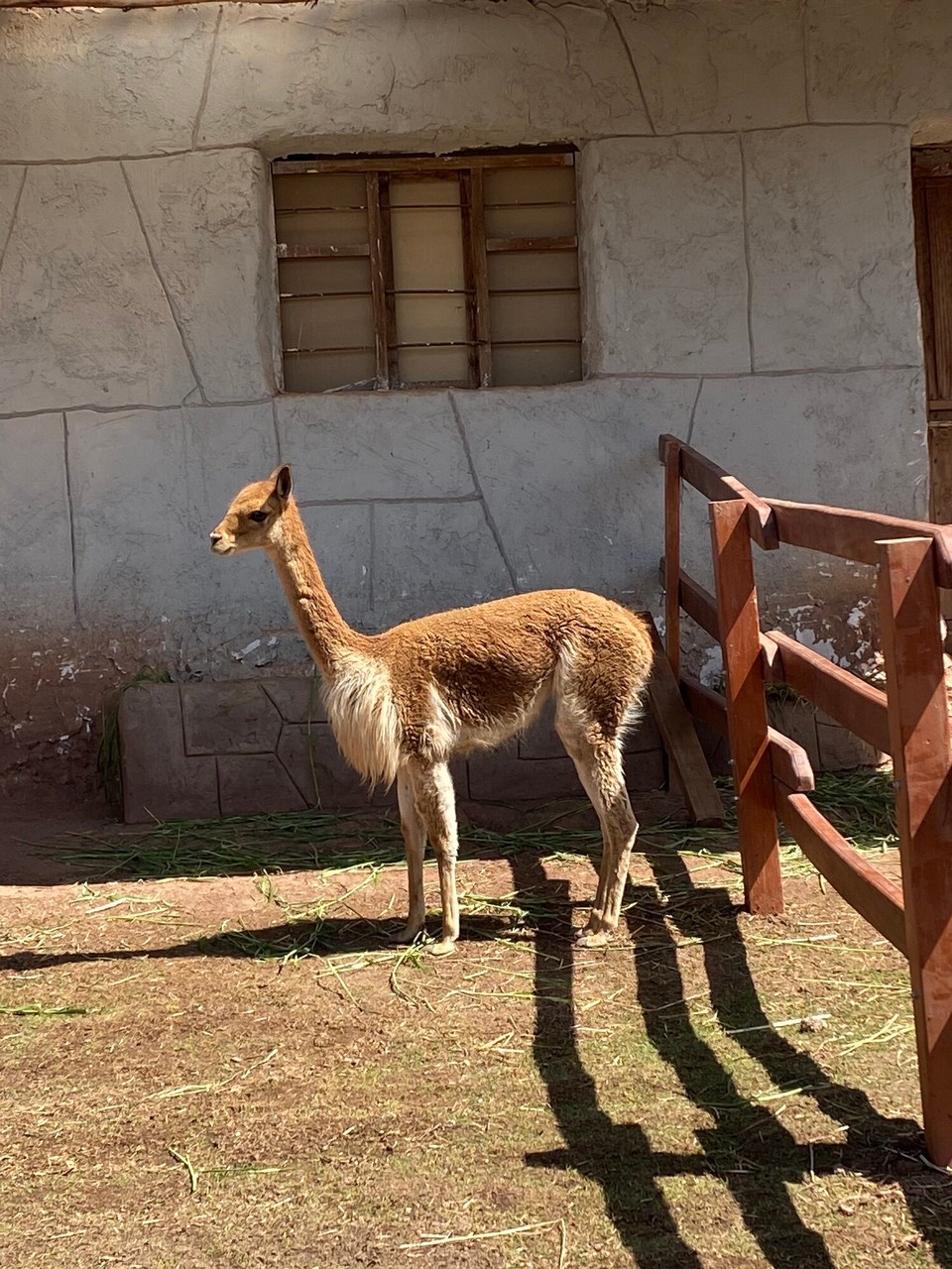 Peru - Cusco - Vicuña