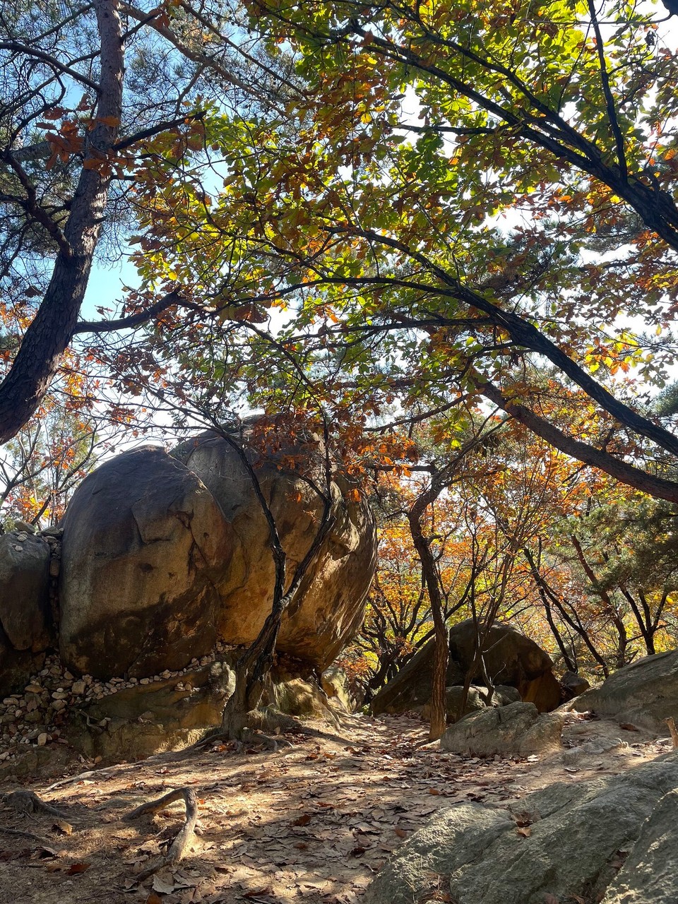대한민국 - 과천시 - Herbstlich oder?