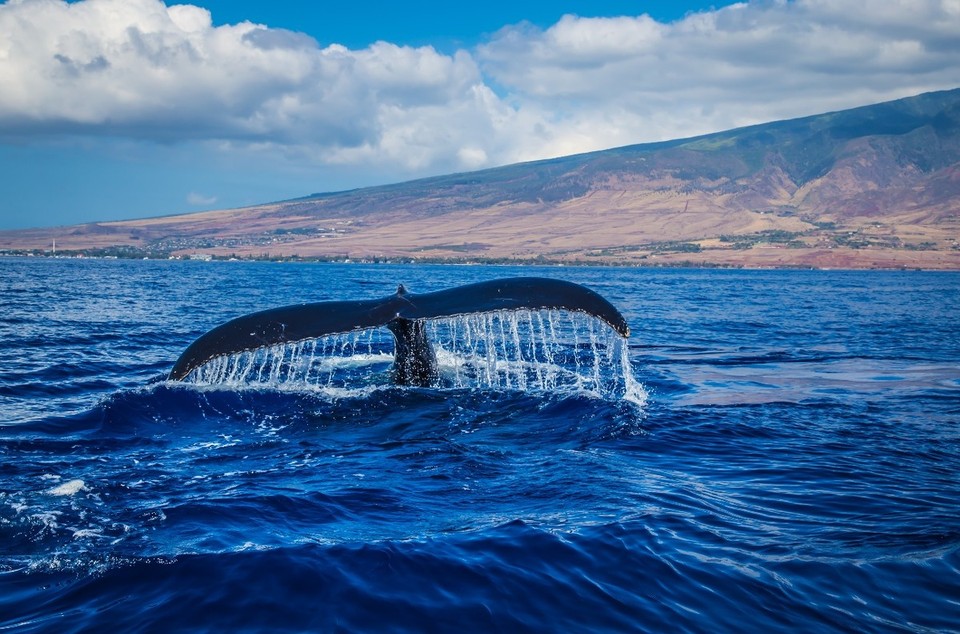 Spain - Tenerife - Whale watching