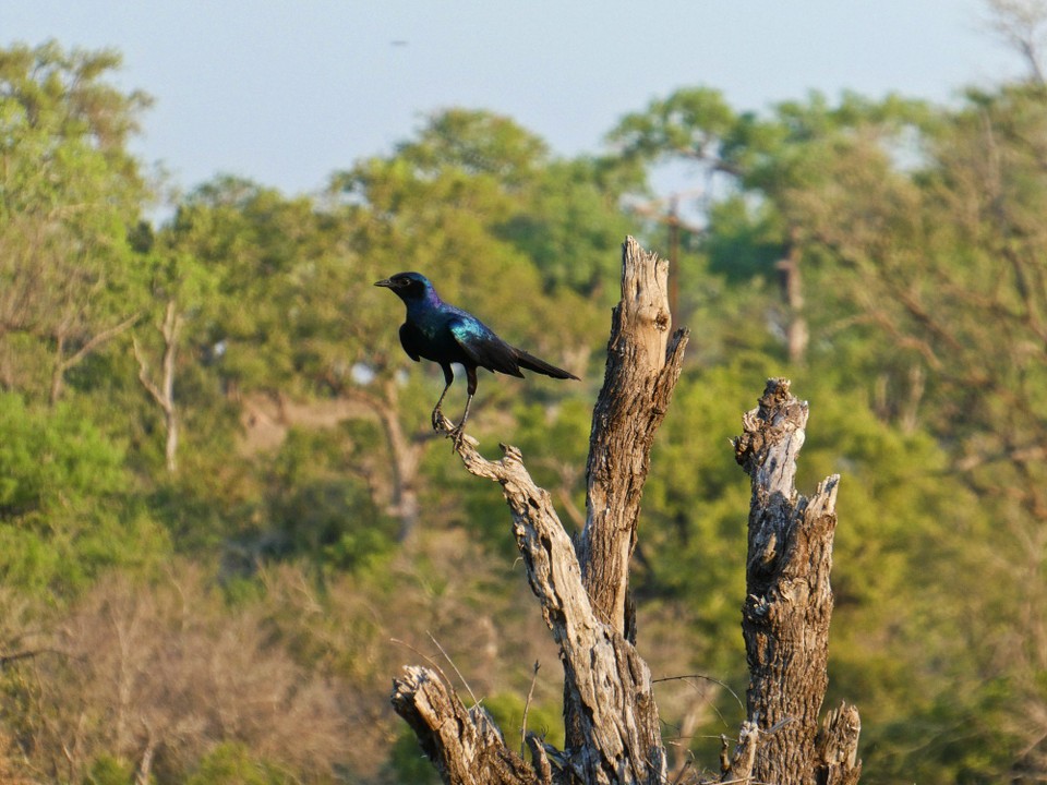 Südafrika - Kruger-Nationalpark - 