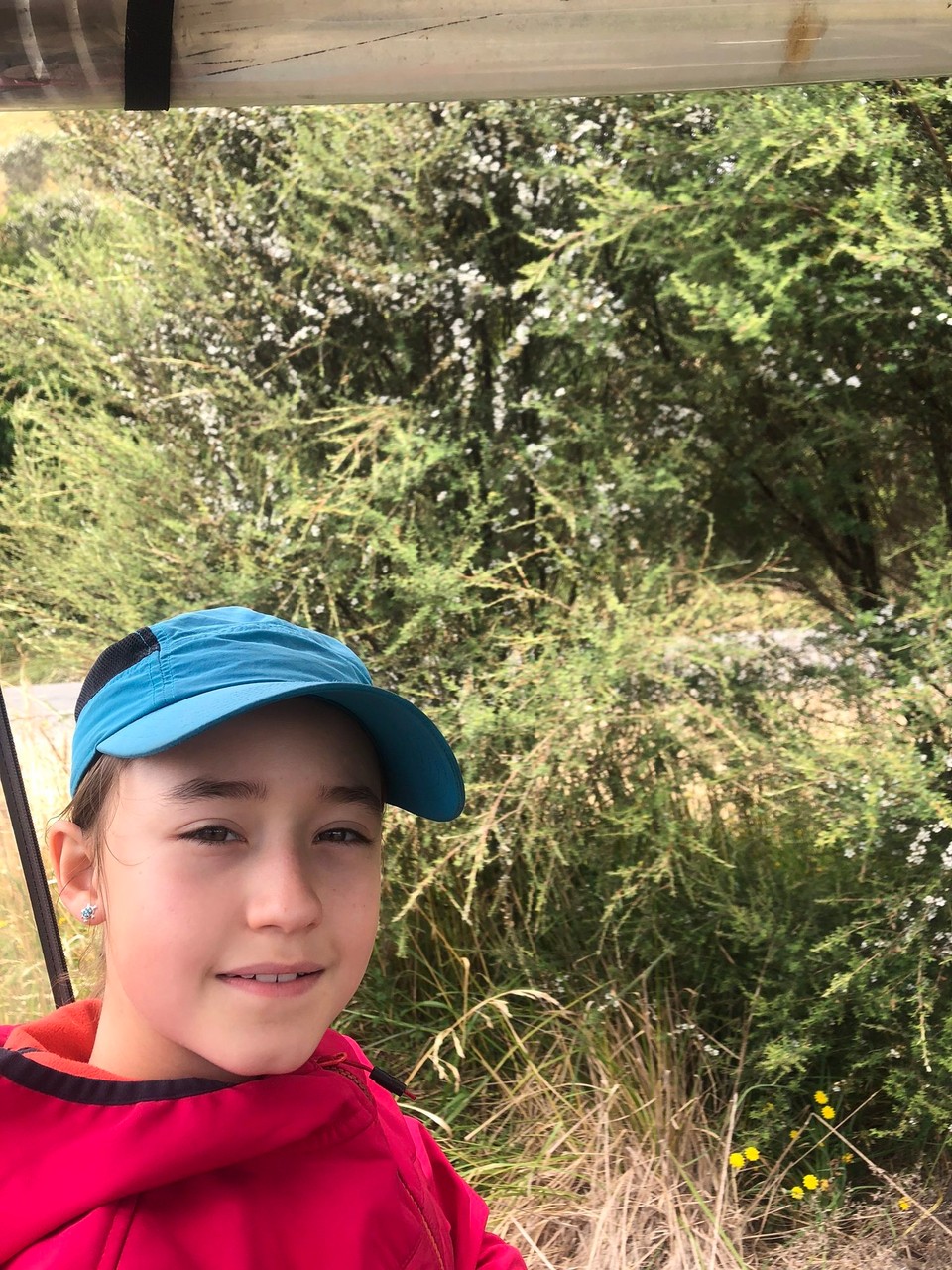 Neuseeland - Matiere - Die weissen sind Manuka Blüten 