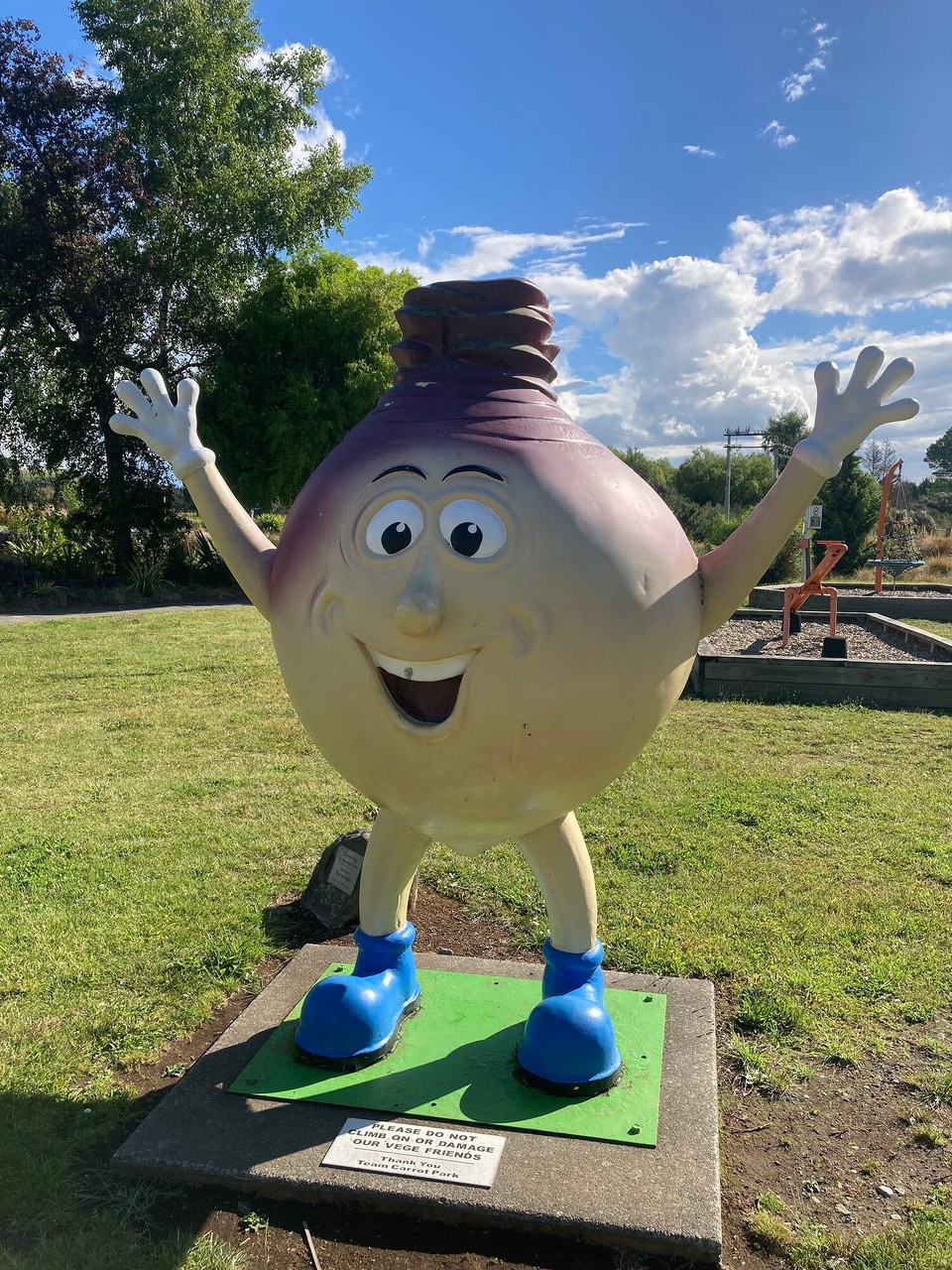 Neuseeland - Ohakune - Steckrübe „Crimson King“