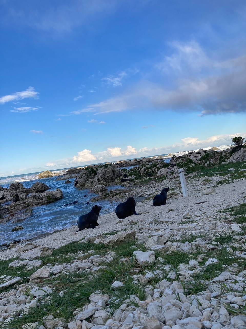 Neuseeland - Kaikōura - 