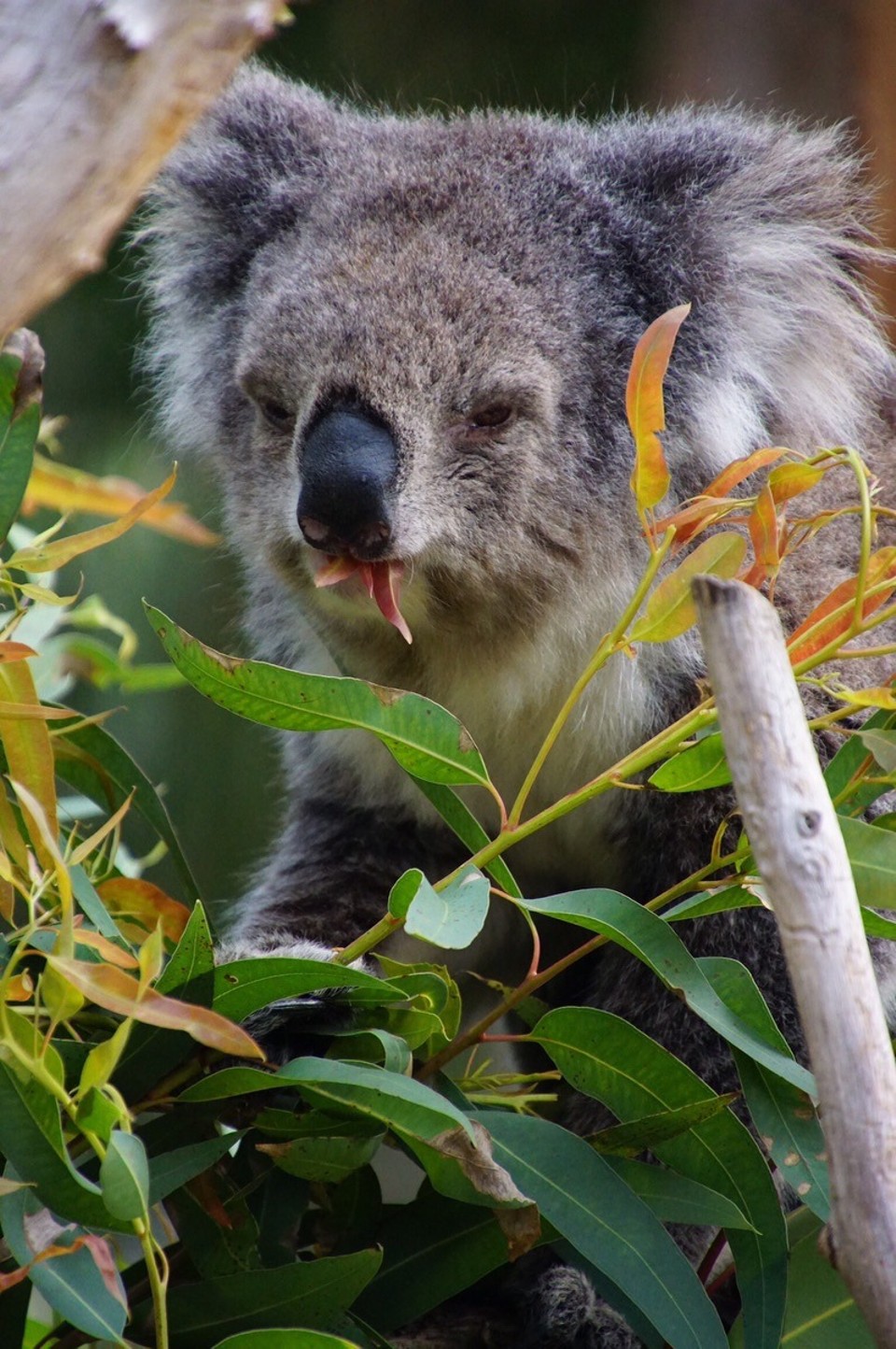 Australien - Fremantle - So zuckersüß 😍🐨