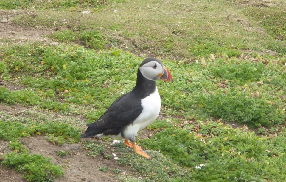 Ireland - Kilmore Quay - 