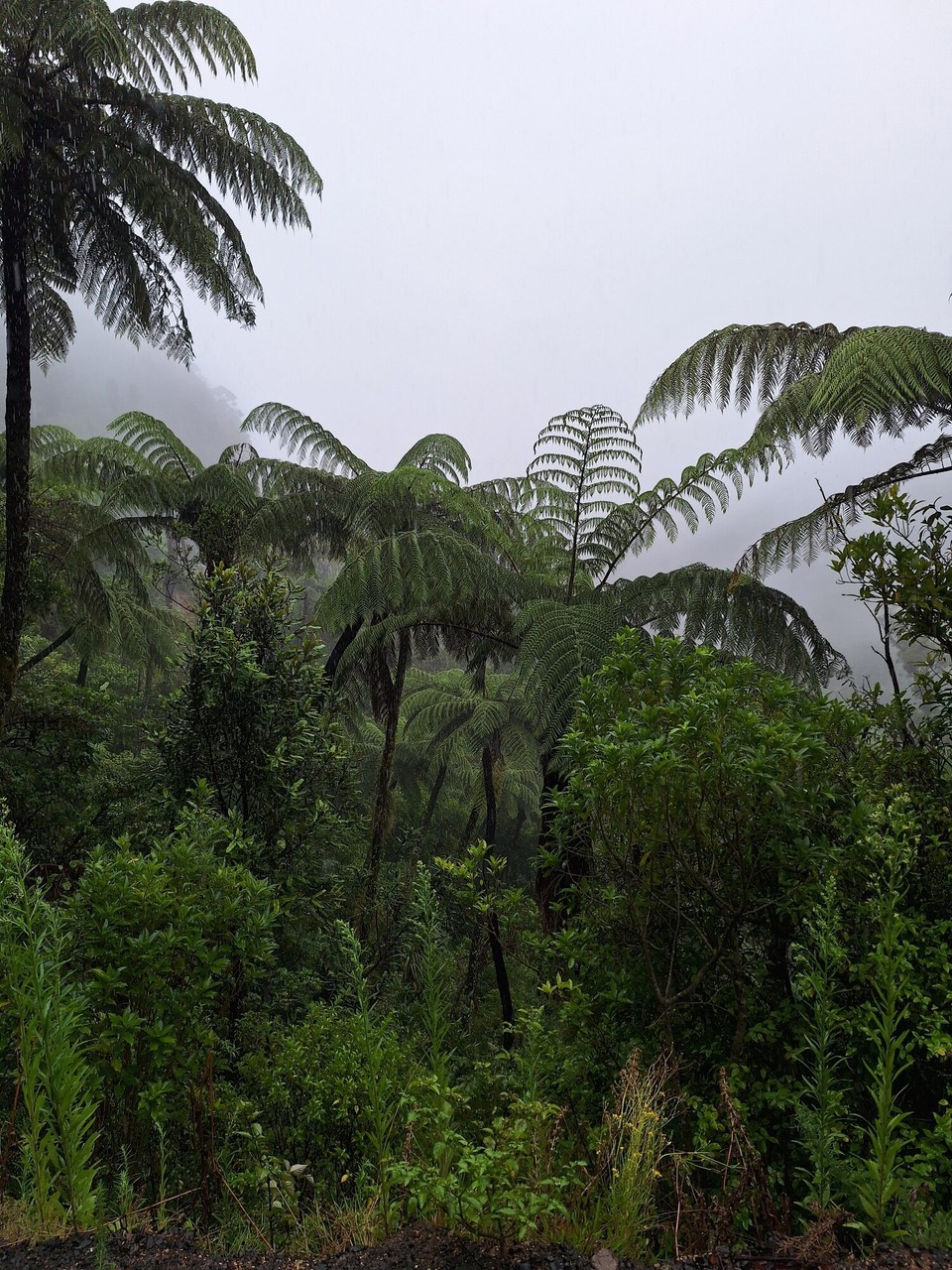 Neuseeland - Whitianga - 