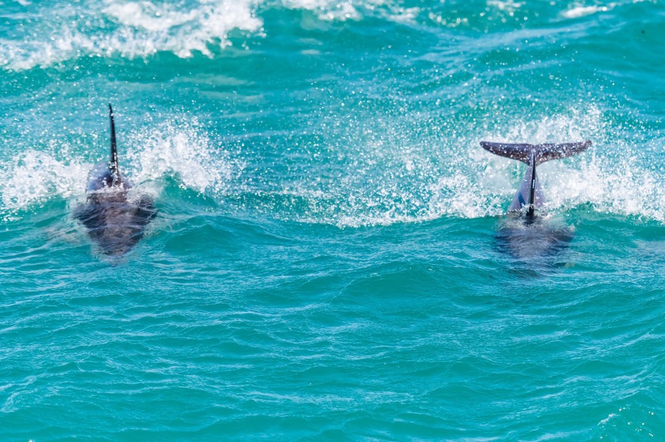 Neuseeland - Kaikoura Central - 