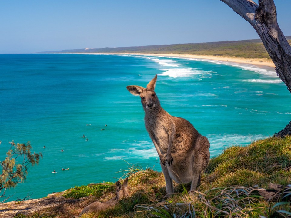 Australien - Känguru-Insel - Cute Kangaroos