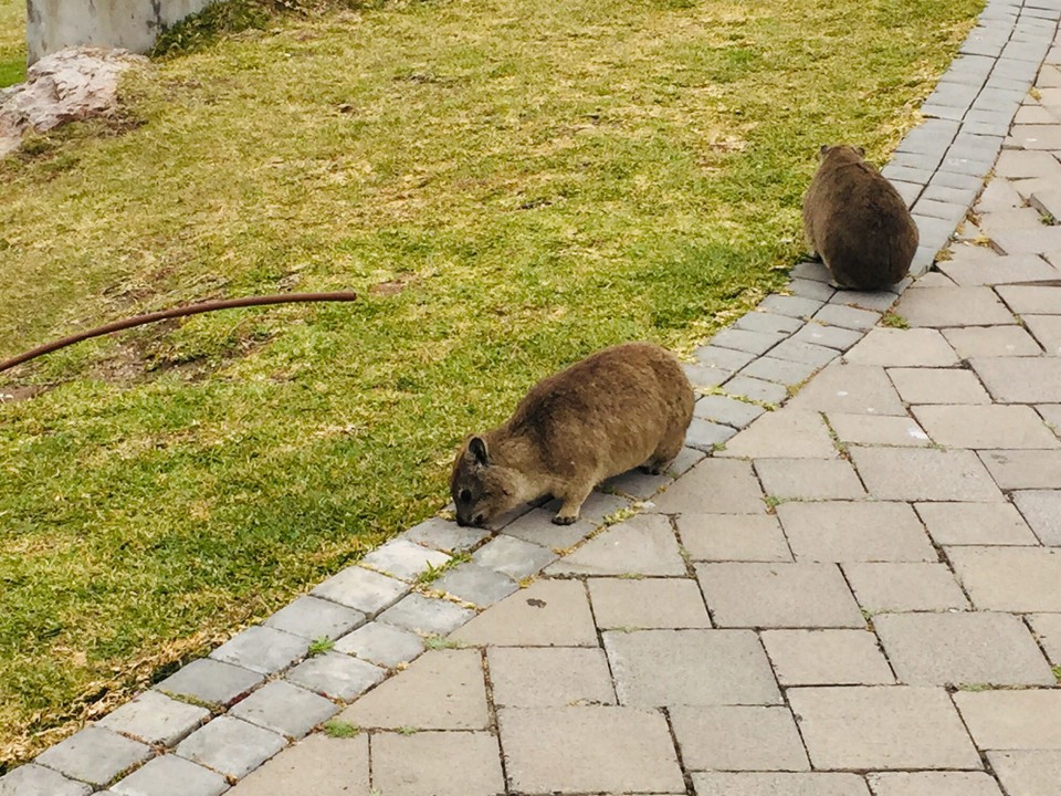 Südafrika - Hermanus - Keine Ahnung was das für Tiere sind? Kann da jemand einen Tipp geben!
