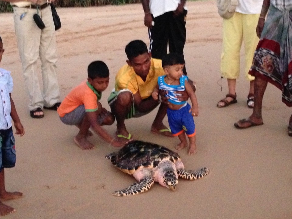 Sri Lanka - Kosgoda - 