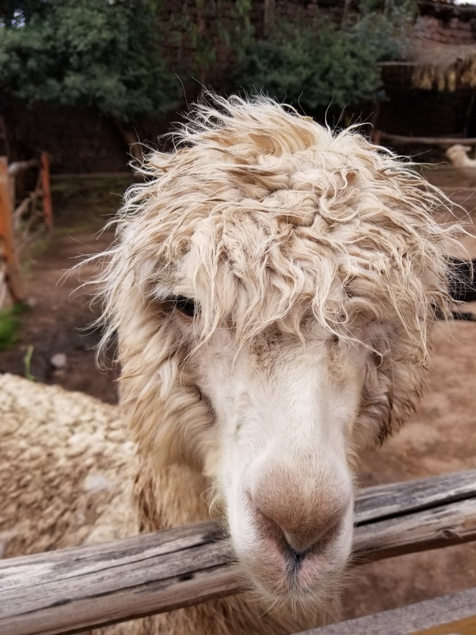 Peru - Taray - 