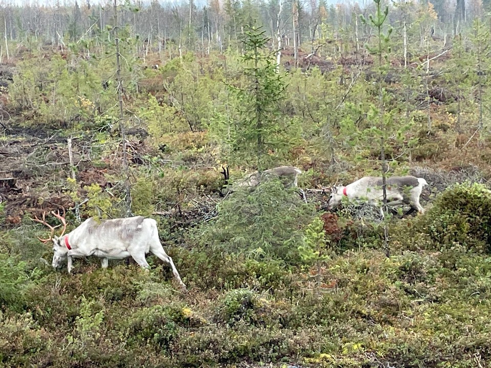 Finnland - Rukatunturi - Da sind sie wieder 
