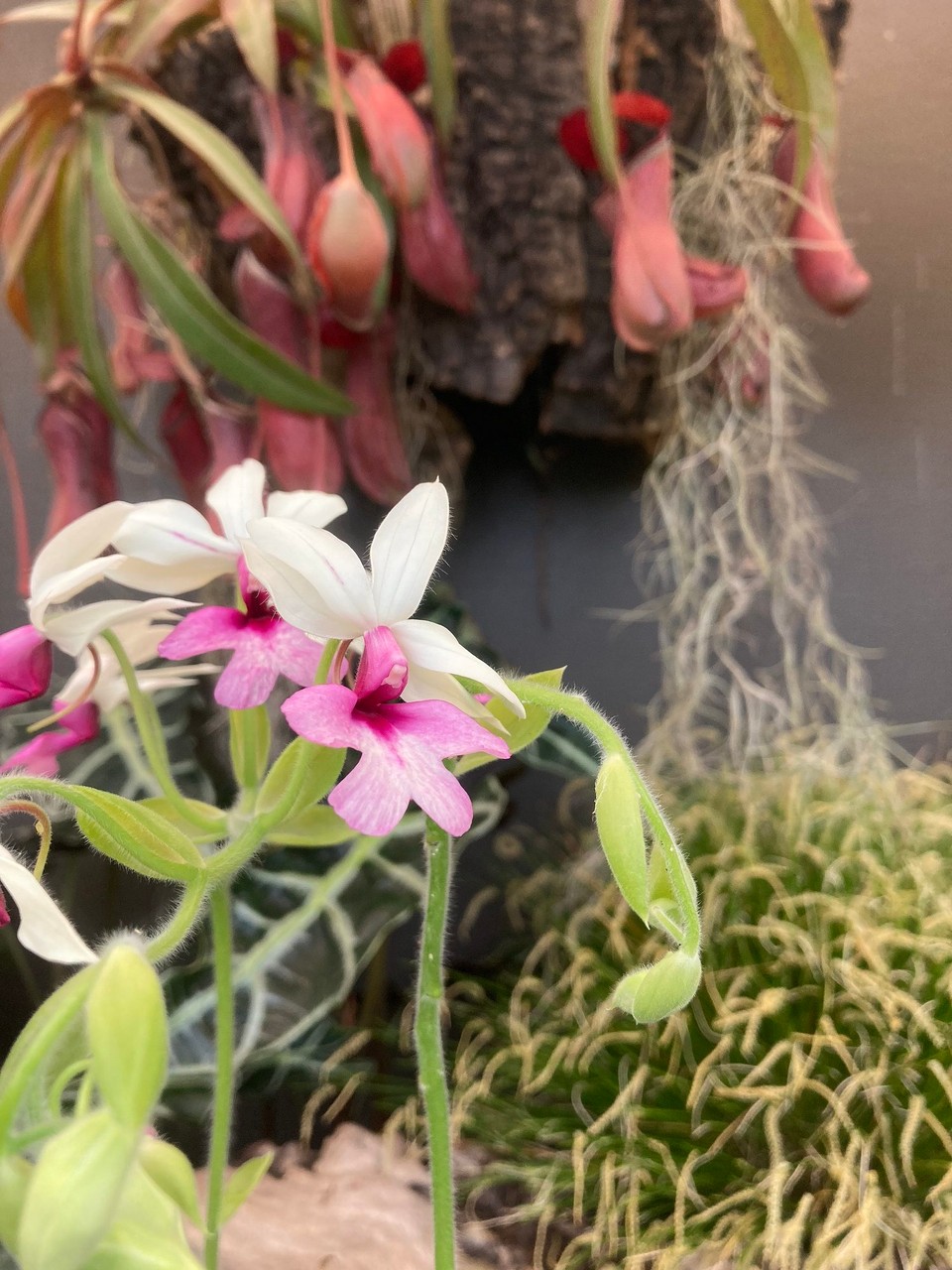 Neuseeland - Christchurch - 