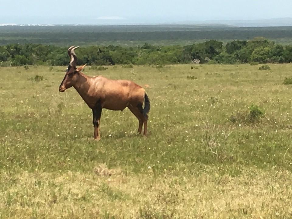 Südafrika -  - 
