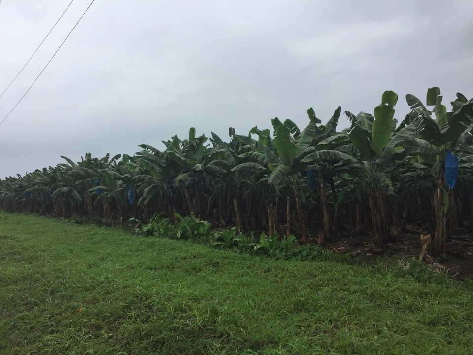 Costa Rica - Talamanca - 