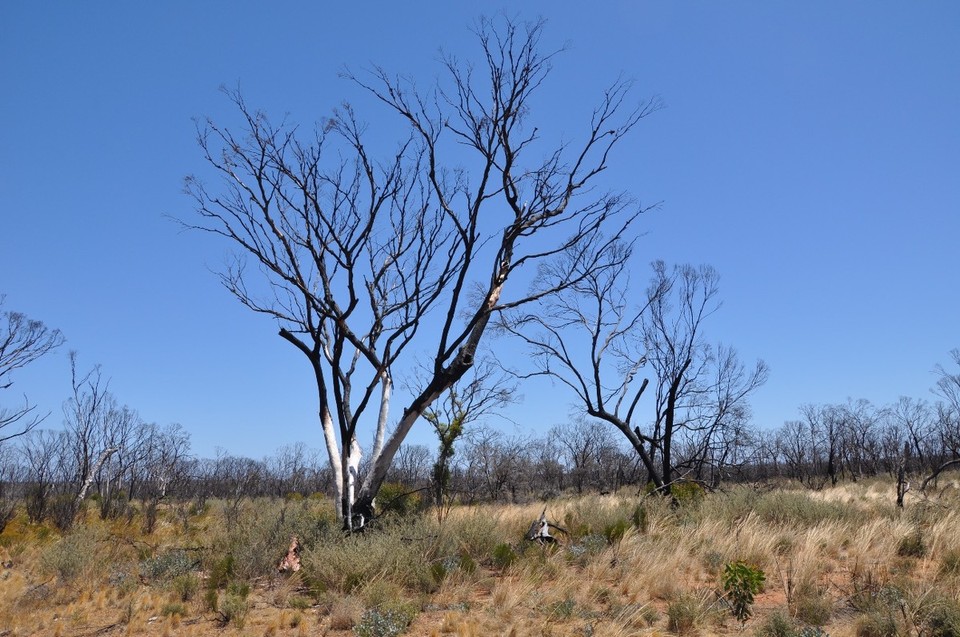 Australien - Kalgoorlie - Landschaft - wohl durch Buschbrand etwas geschädigt