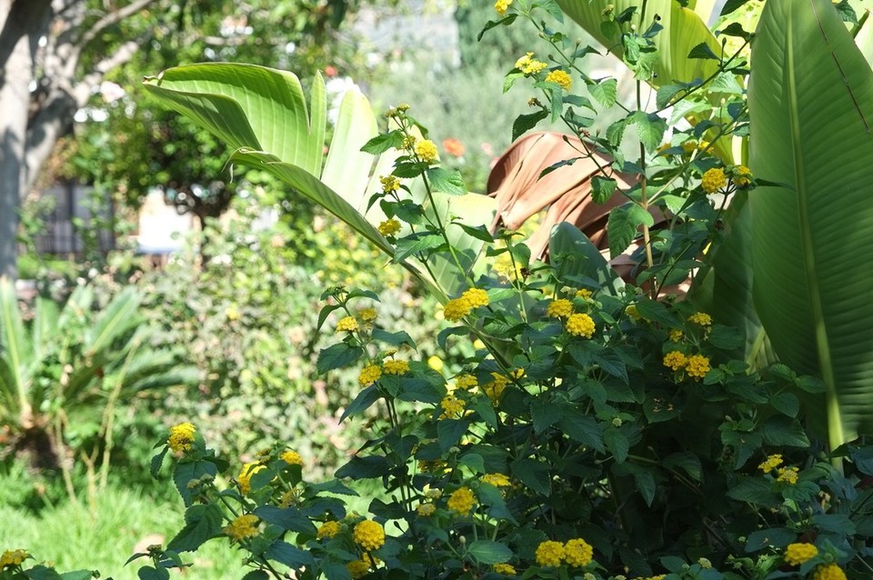 Italien - Giardini-Naxos - Der Garten ist voller Blumen, Oliven, Orangen und natürlich Avocado Bäumen.