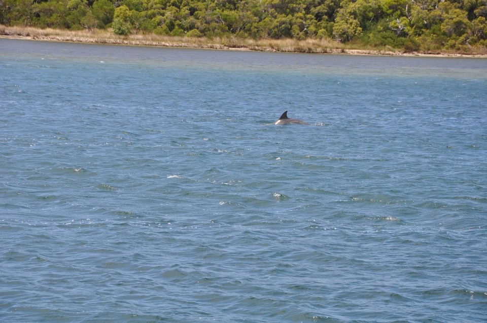 Australien - Margaret River - Delfine!!! Am Black Wood River