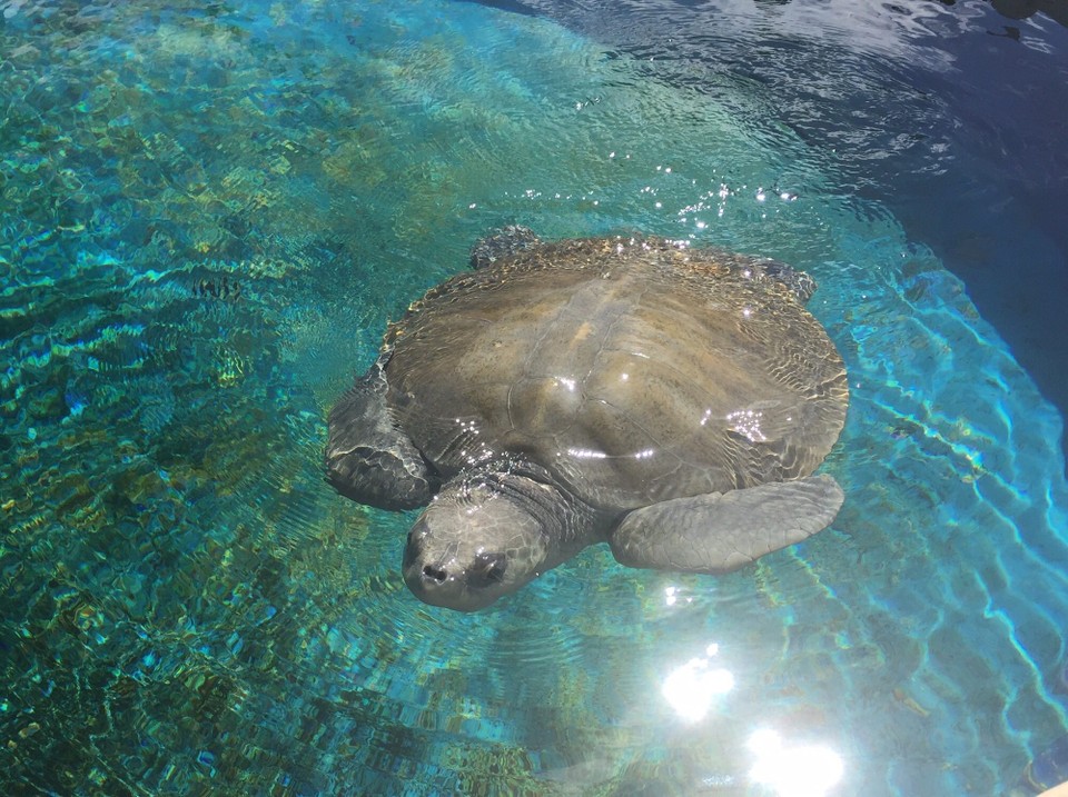 Brasilien - Camaçari - Schildkröte in der Aufzucht und Forschungsstation Arembepe