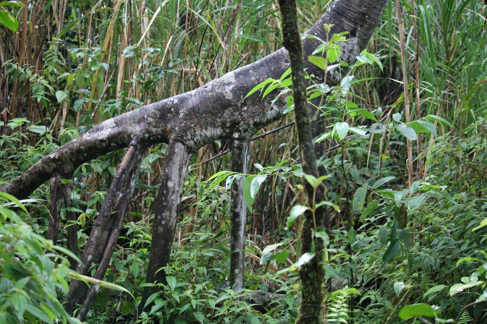 Costa Rica - La Fortuna - 