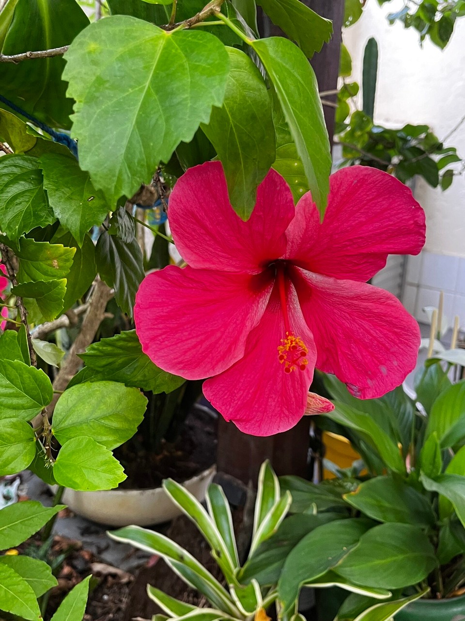 Brasilien - Salvador - 