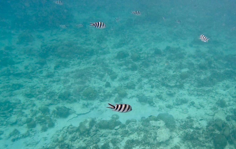 Mauritius -  - Das Schnorcheln war aber eher enttäuschend.