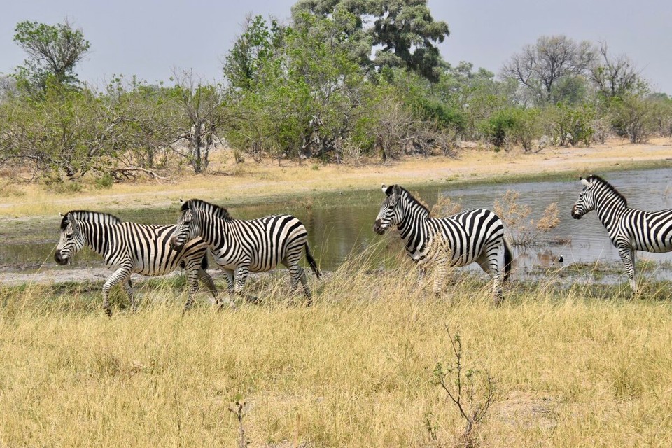 Botsuana -  - Natürlich jede Menge Zebras und die Wasserlöcher hatten sich mit Tieren gefüllt.