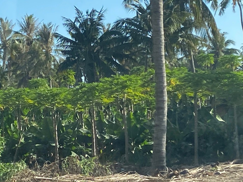 Oman -  - Das pralle Leben in Salalah